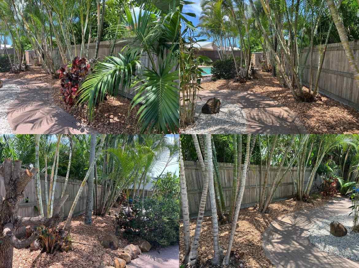 A mulched garden bed with palms and tall plants against a fence