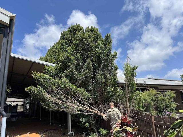 Cut branches carried across a yard toward a fence line