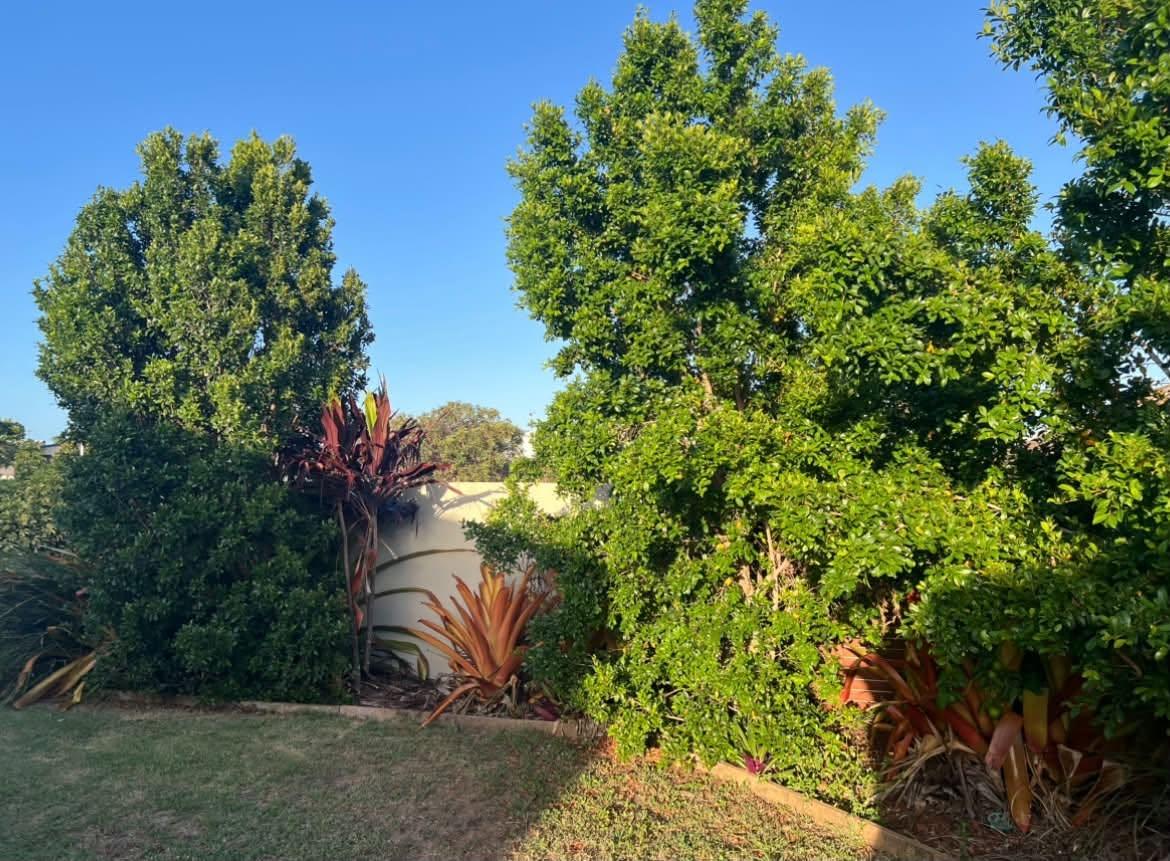 A garden bed of cordylines and palms beside a mown lawn