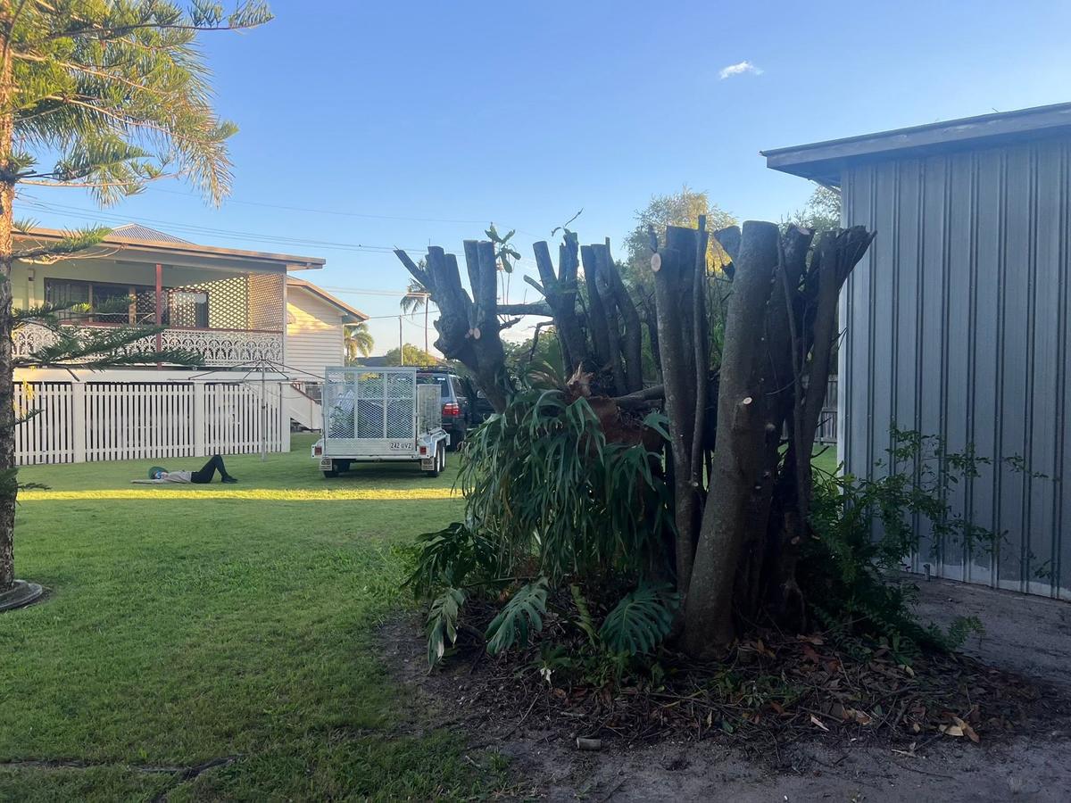 Palm trunks cut back beside a fence line